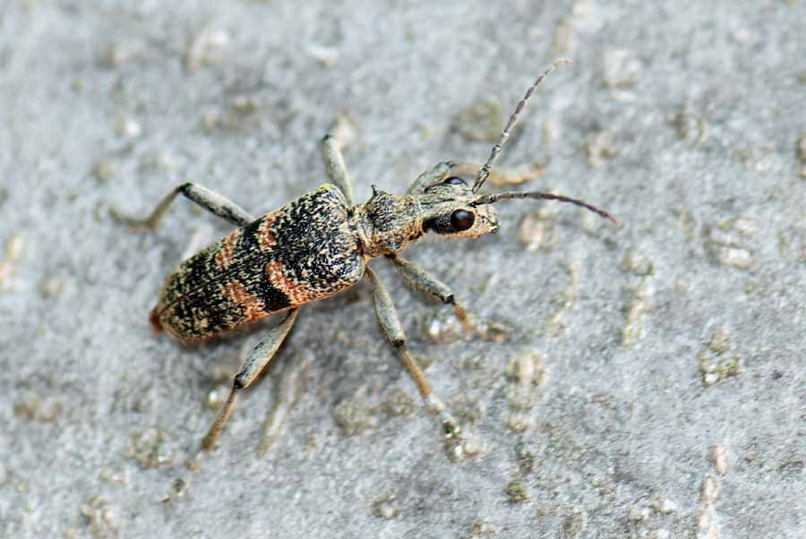 Da identificare: Rhagium (Megarhagium) mordax